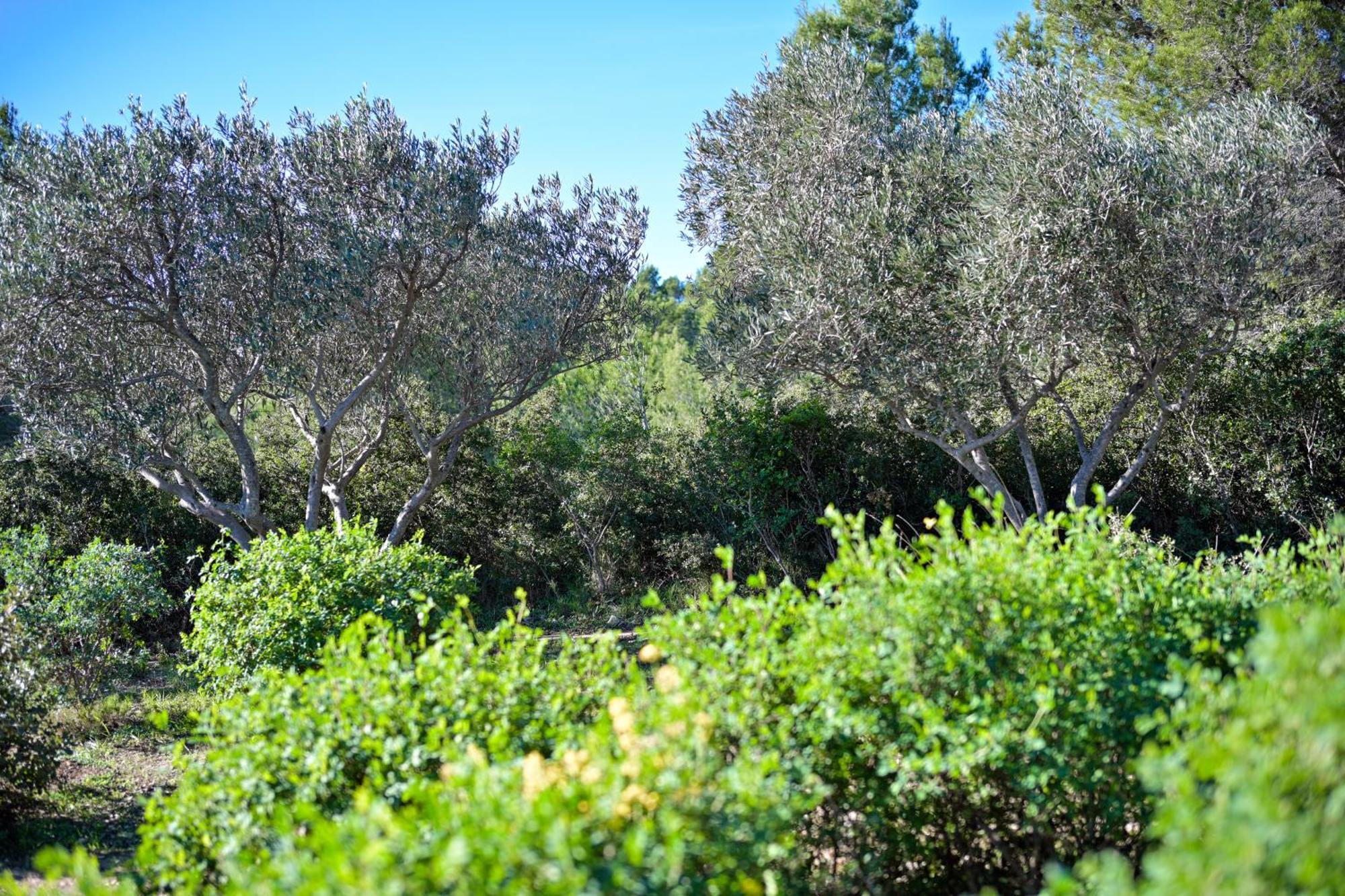 Les Garrigues De La Vallee Des Baux Paradou Buitenkant foto